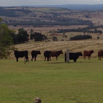 Hillview Cottages - More of the magnificent view with the cows that come to the fence which you can pat and feed if you want. - Hotels Near Me - Kingaroy, QLD