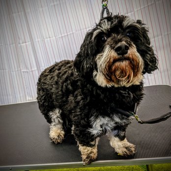 Milo's Magnificent Mutts - Pet Groomers Near Me Milo's Magnificent Mutts - Pet Groomers Near Me