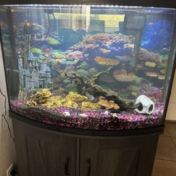 Fish tank cleaned and set up great Fish tank cleaned and set up great