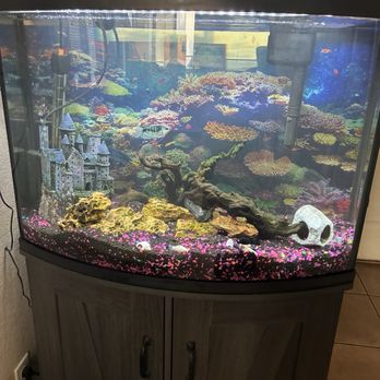 Diamond Aquatics - Fish tank cleaned and set up great - Aquarium Services Near Me