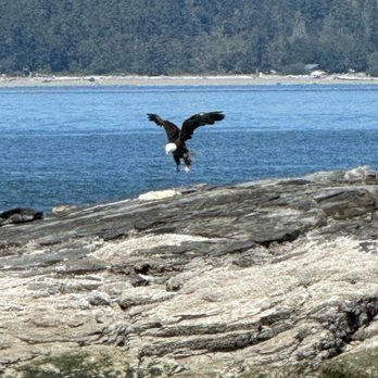 Outer Island Expeditions - Passed by a bald eagle - Fishing Near Me - Anacortes, Washington
