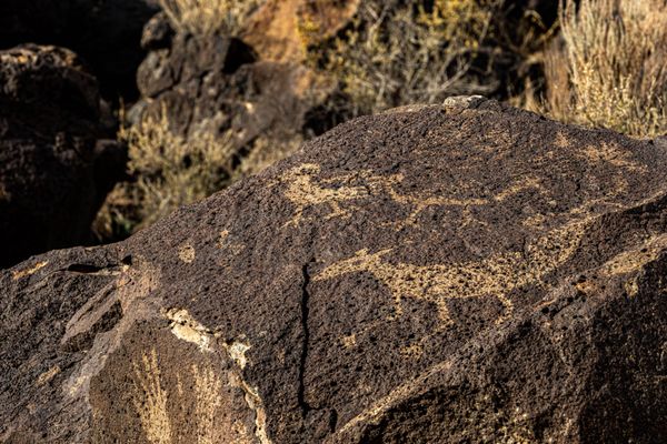 Petroglyph National Monument by null