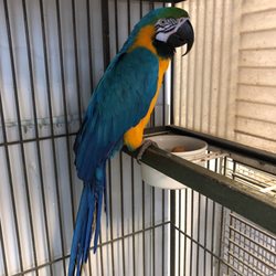 A Bird Farm Ditutup 23 Foto 15 Ulasan Kedai Menjual Burung