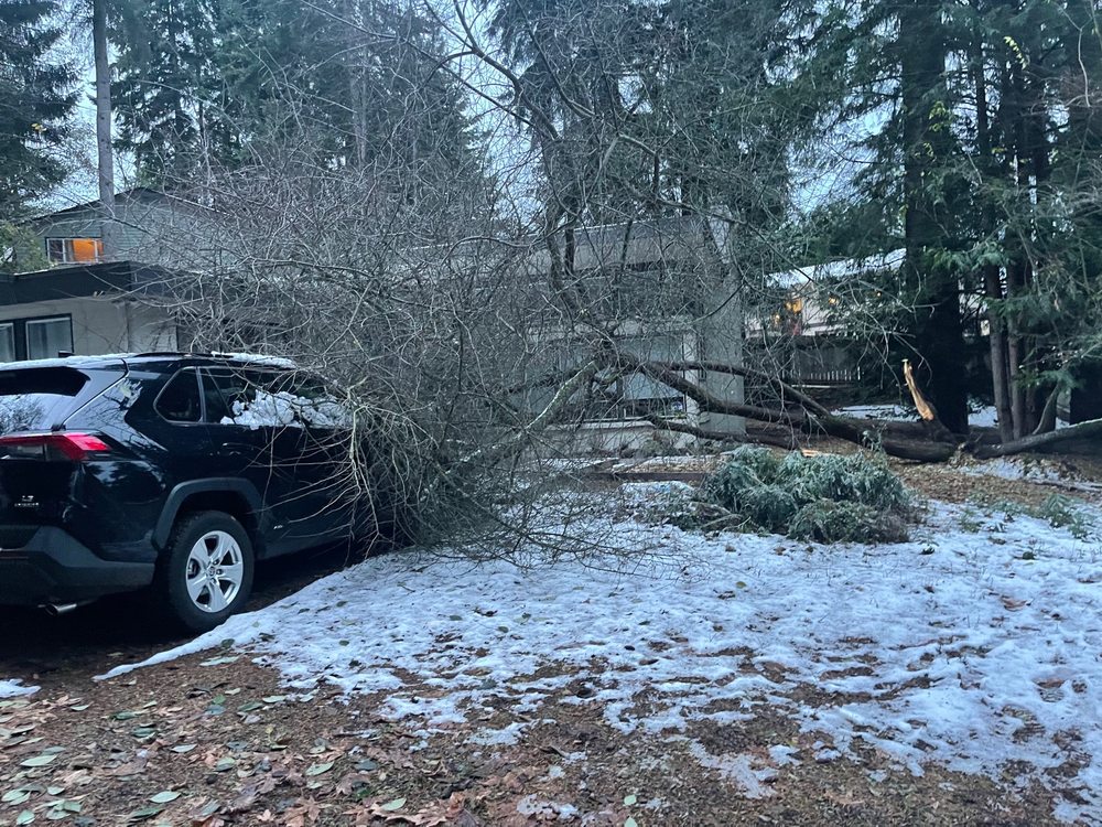 Green City Tree Care - tree service in Auburn, WA