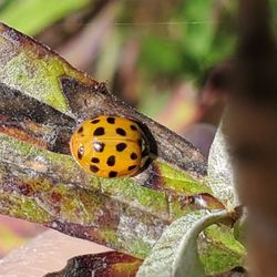 Frederik Meijer Gardens & Sculpture Park - Invasive species? 22-Spot Ladybird beetle.