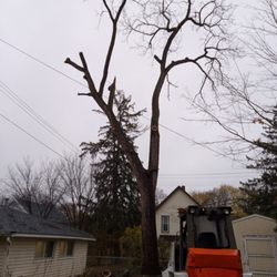 Forest Masters Tree Service