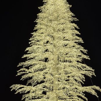 Enchant - Xmas tree - Festivals Near Me - Arcadia, California