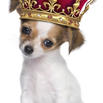 Barkingham Palace - Barkingham Palace Mobile Pet Styling Spa - Pet Groomers Near Me - Thousand Oaks, California Barkingham Palace - Barkingham Palace Mobile Pet Styling Spa - Pet Groomers Near Me - Thousand Oaks, California