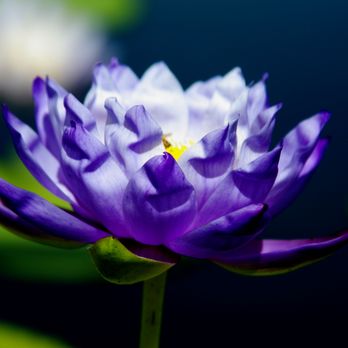 International Waterlily Collection - Botanical Gardens Near Me - San Angelo, Texas International Waterlily Collection - Botanical Gardens Near Me - San Angelo, Texas