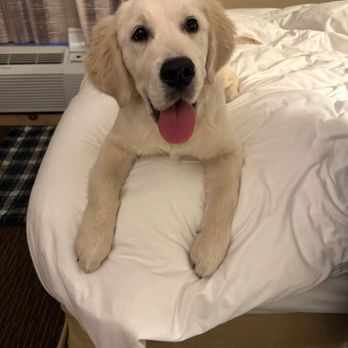 Barker Brook Kennel - After Monday all day, Monday night and Tuesday all day- a happy & tired pup! - Pet Sitting Near Me - Bethel, Maine Barker Brook Kennel - After Monday all day, Monday night and Tuesday all day- a happy & tired pup! - Pet Sitting Near Me - Bethel, Maine