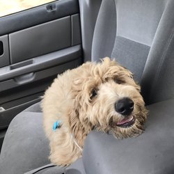 Silverdale Dog Park - My puppy all tired after the park