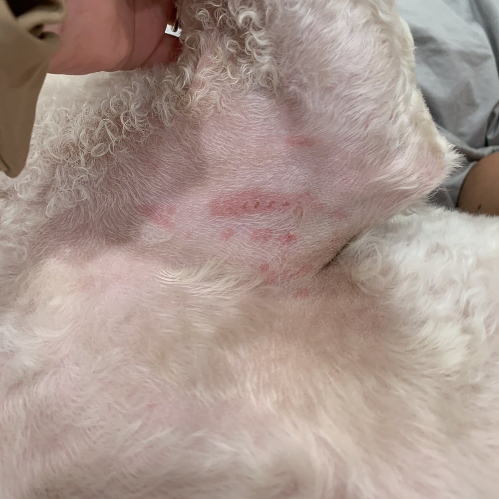 Dog Gone Gorgeous - Cuts under his armpit - Pet Groomers Near Me - Canton, Massachusetts Dog Gone Gorgeous - Cuts under his armpit - Pet Groomers Near Me - Canton, Massachusetts