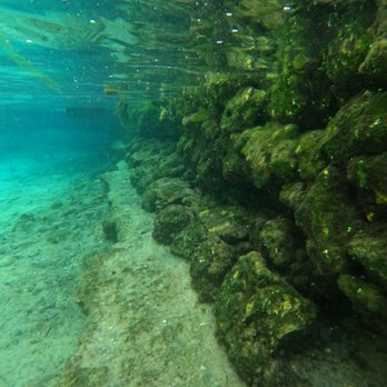 Fun 2 Dive Manatee Tours - Snorkeling Near Me - Crystal River, Florida