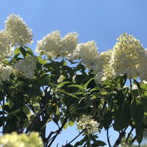 MCKAY NURSERY - 43 Photos - 750 S Monroe St, Waterloo, Wisconsin