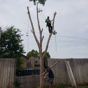 Dmt Tree Care - Small cottonwood removal, power line tree though. Kept it interesting. - Tree Services Near Me Dmt Tree Care - Small cottonwood removal, power line tree though. Kept it interesting. - Tree Services Near Me