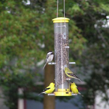 Wild Birds Unlimited - Gold Finch feeder attracting Gold Finches, Nuthatches, Sparrows and even a Downy Woodpecker! - Bird Shops Near Me - Columbus, Ohio Wild Birds Unlimited - Gold Finch feeder attracting Gold Finches, Nuthatches, Sparrows and even a Downy Woodpecker! - Bird Shops Near Me - Columbus, Ohio