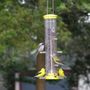 Photo of Wild Birds Unlimited