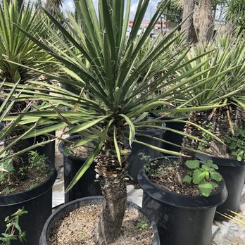 The Cactus King - Nurseries & Gardening Near Me - Houston, Texas
