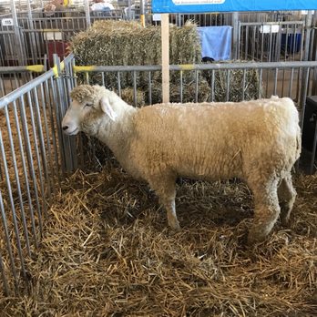 The Delaware State Fair - Festivals Near Me - Harrington, Delaware