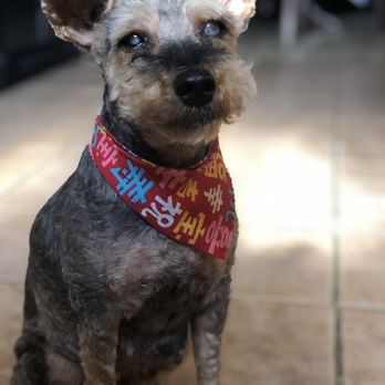 Ami Pet Grooming - My beautiful baby girl - Pet Groomers Near Me - La Mirada, California Ami Pet Grooming - My beautiful baby girl - Pet Groomers Near Me - La Mirada, California