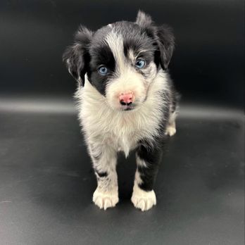BFF Aussies - Pet Breeders Near Me BFF Aussies - Pet Breeders Near Me