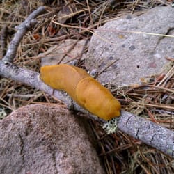 Irish Beach Rental Agency - My first ever banana slug!