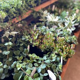 A plant cafe? Yes. A plant cafe? Yes.