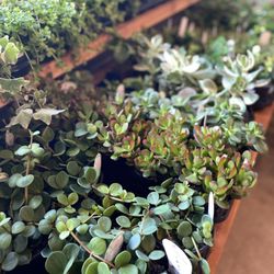 A plant cafe? Yes.