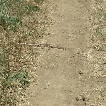 Lime Ridge Open Space - Concord - Rattlesnakey!! - Hiking Near Me - Concord, California