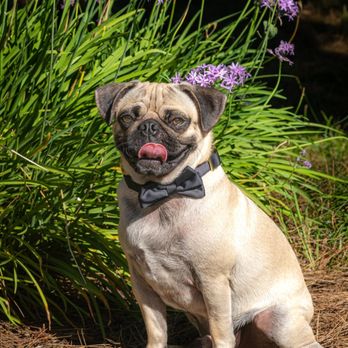 Dogs Made Famous Photography - Pet Photography Near Me - Corona, California Dogs Made Famous Photography - Pet Photography Near Me - Corona, California