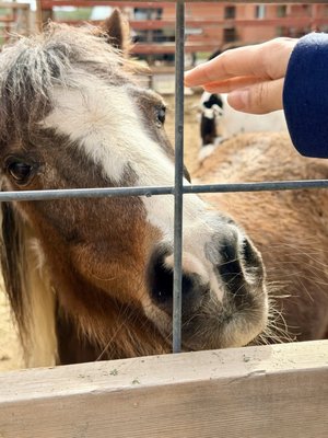 Flying E Ranch by null