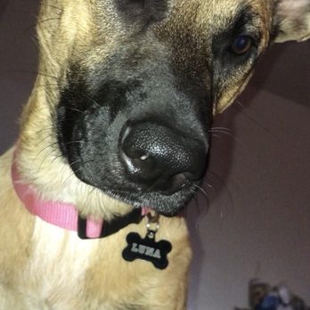 Harlingen Pets - German shepherd - Pet Stores Near Me - Harlingen, Texas