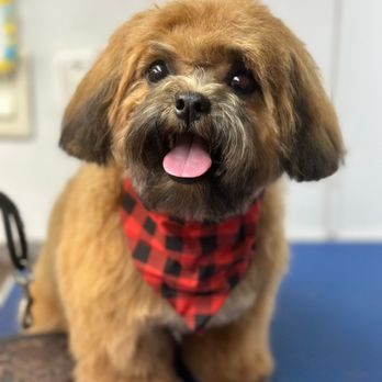 Gracies Mobile Grooming - Pet Groomers Near Me Gracies Mobile Grooming - Pet Groomers Near Me