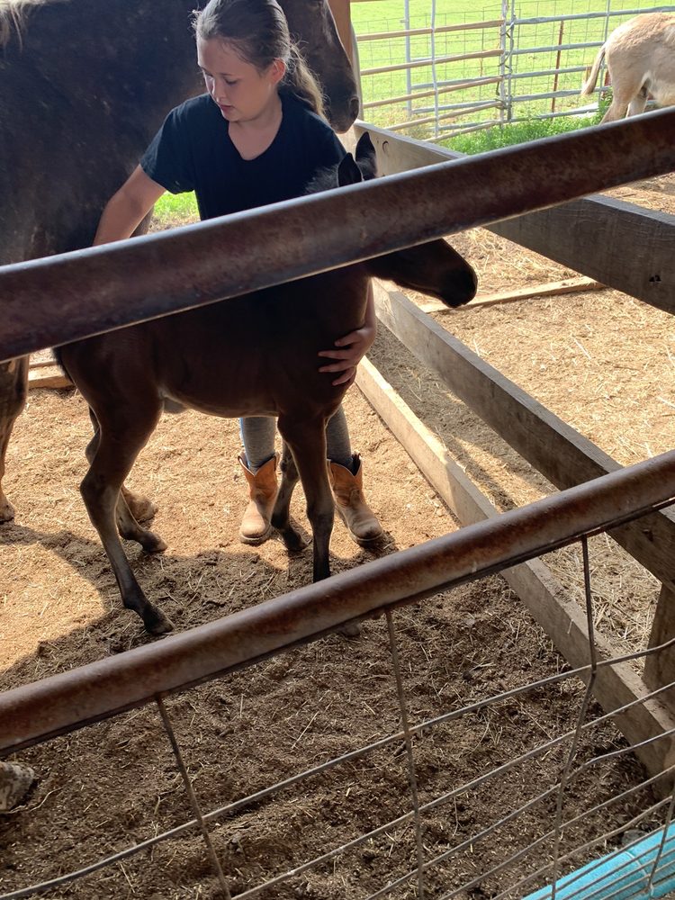 Phelp's Pharm - equestrian in Morrison, TN