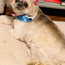 Paws 'n Claws - Erie - One sassy senior shih tzu after her spa day at Paws N Claws!
