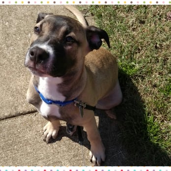 In Good Hands Petcare - Arrow. Adorable 4 month old new mid-day walking client. - Dog Walkers Near Me In Good Hands Petcare - Arrow. Adorable 4 month old new mid-day walking client. - Dog Walkers Near Me