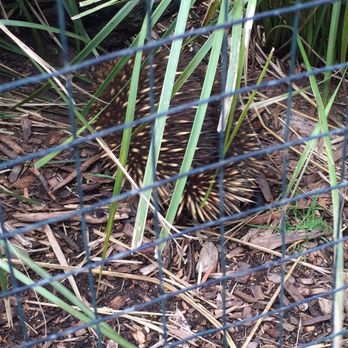 Bonarong Wildlife Sanctuary - Zoos Near Me - Brighton, TAS
