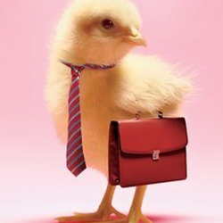 ChickenvilleUSA - Little chick getting ready to go to work growing up to lay beautiful eggs!