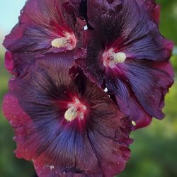 Spellbound Herbs - Hollyhock