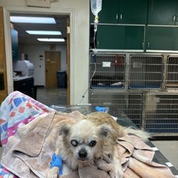 The Animal Medical Center of Fort Oglethorpe