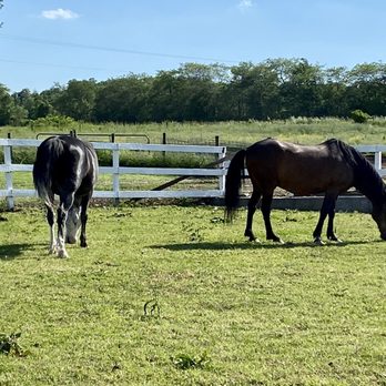Lively Run Dairy - Horses - Cheese Shops Near Me - Interlaken, New York