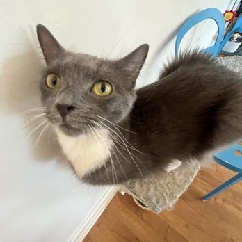 Purr Cup Cafe - Peyton the cat! - Coffee & Tea Near Me - Raleigh, North Carolina