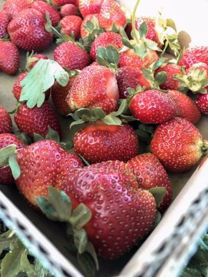 Pope S Strawberries 1305 Fayetteville St Knightdale Nc Farm Markets Mapquest