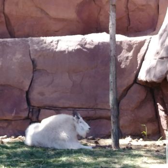 Bearizona - Mountain goat - Zoos Near Me - Williams, Arizona Bearizona - Mountain goat - Zoos Near Me - Williams, Arizona