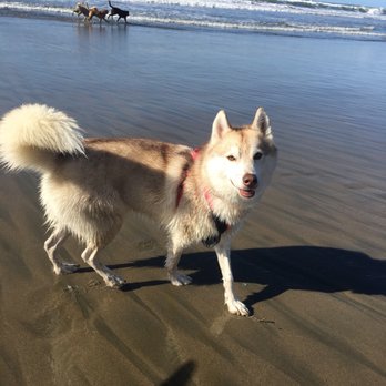Doggie Adventures - Dog Walkers Near Me