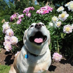 Ritson Veterinary Clinic - My yellow lab was spaded by Dr. Hooger when she was a puppy, the clinic was very thorough in before & after care of her surgery!