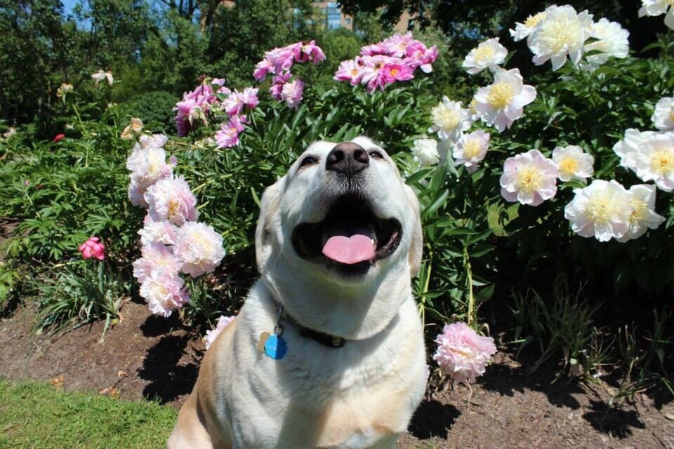 RITSON VETERINARY CLINIC Updated September 2024 490 Taunton Road E