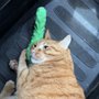 The Spoiled Cat