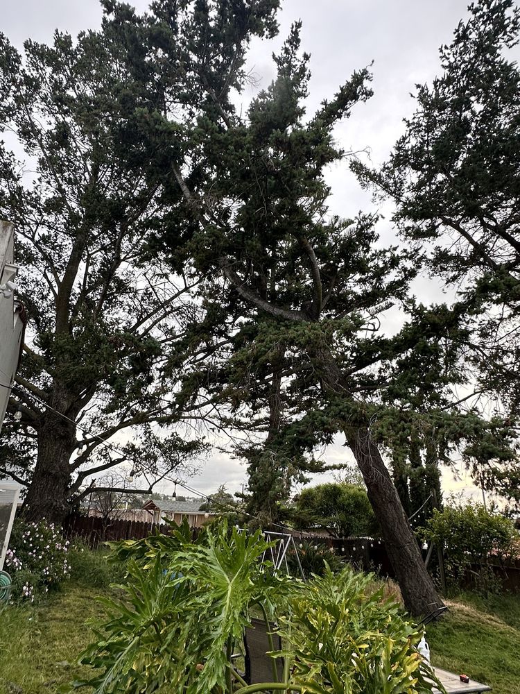 Slide of Ubaldino Tree Service