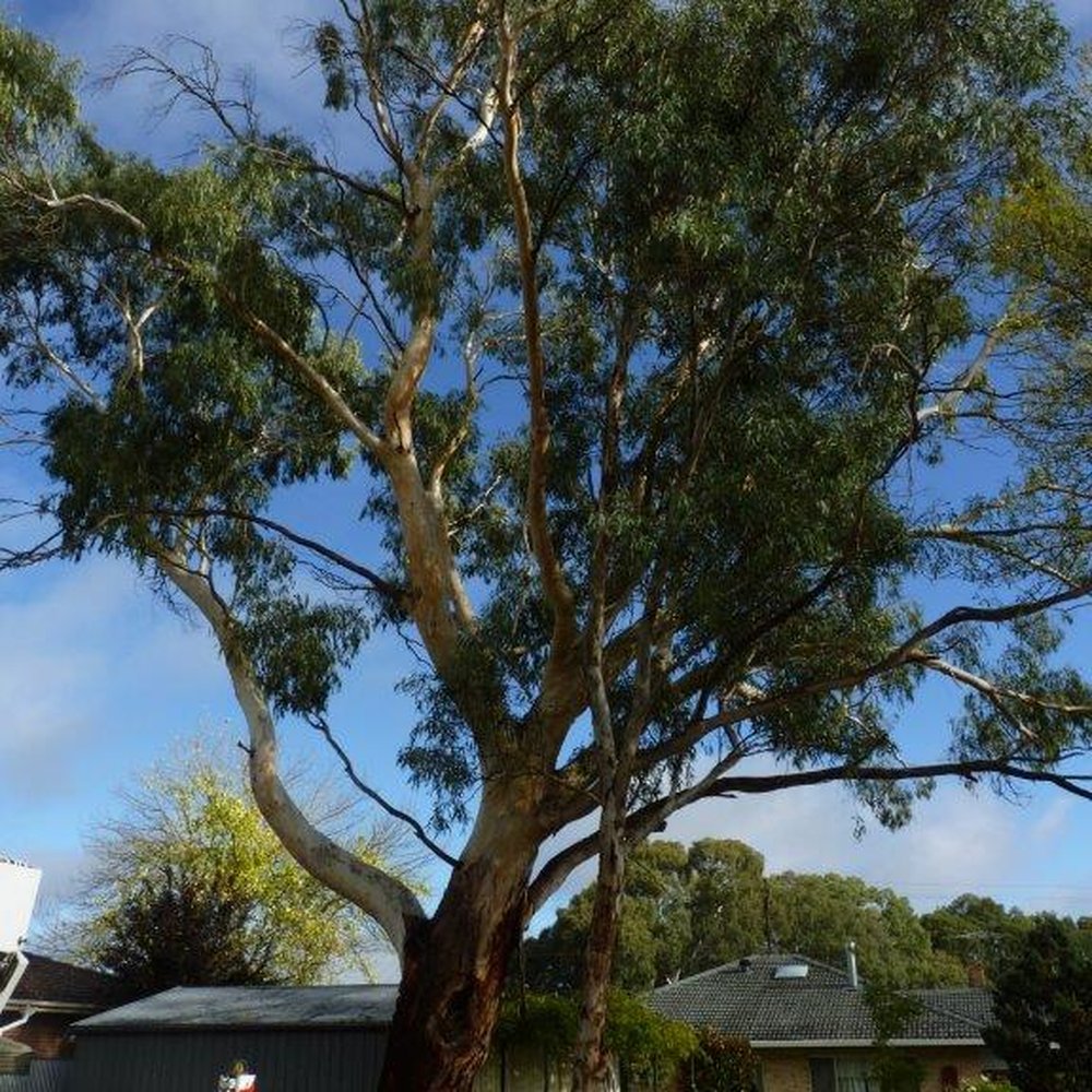 THE BEST 10 TREE SERVICES near 26 ADELAIDE RD, 22, MOUNT BARKER SOUTH  AUSTRALIA 5251, AUSTRALIA - Updated 2025 - Hours - Yelp, image size:1000x1000